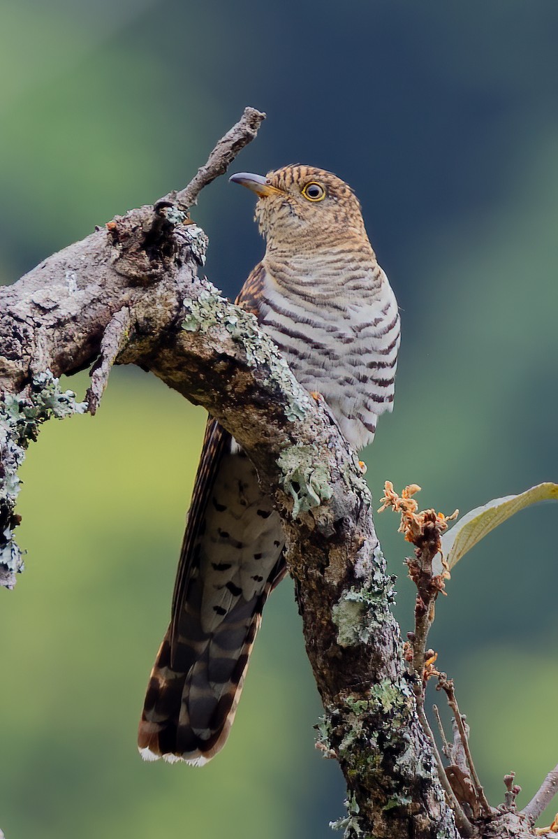Lesser Cuckoo - ML638296897