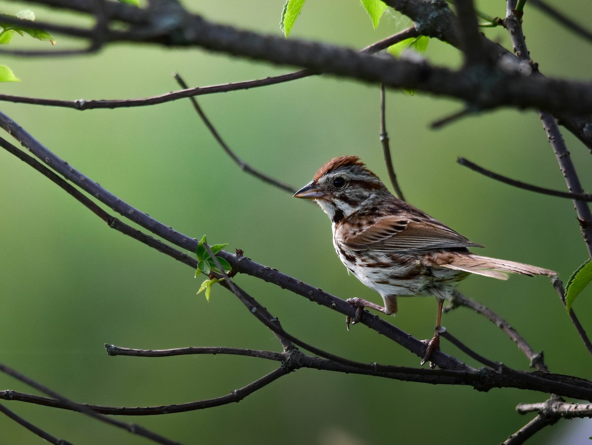 Song Sparrow - ML638296898