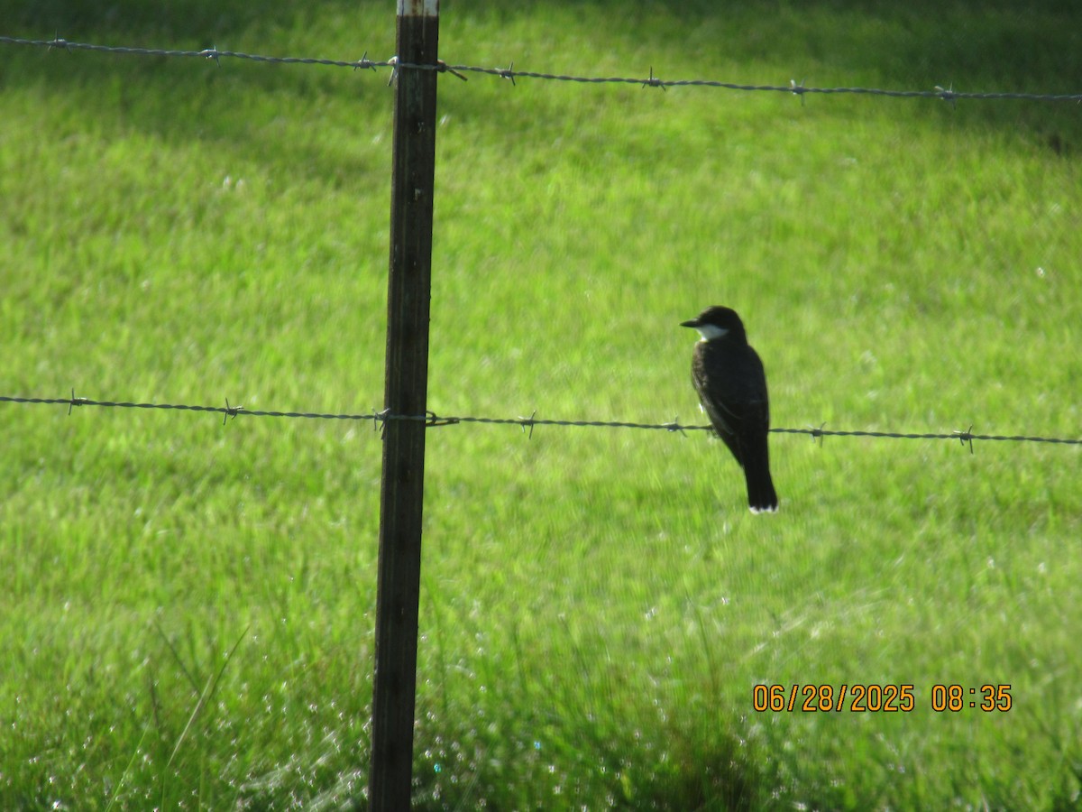 Eastern Kingbird - ML638296899