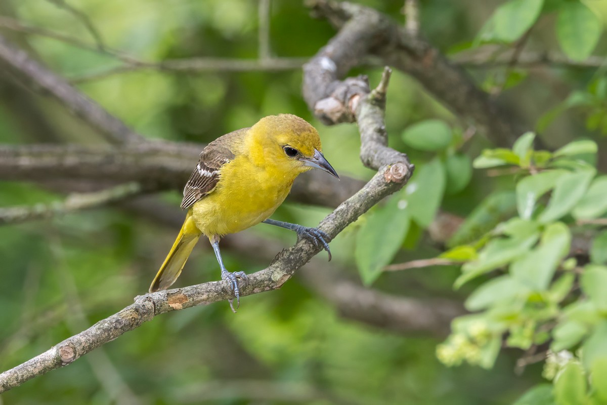 Orchard Oriole - ML638296902