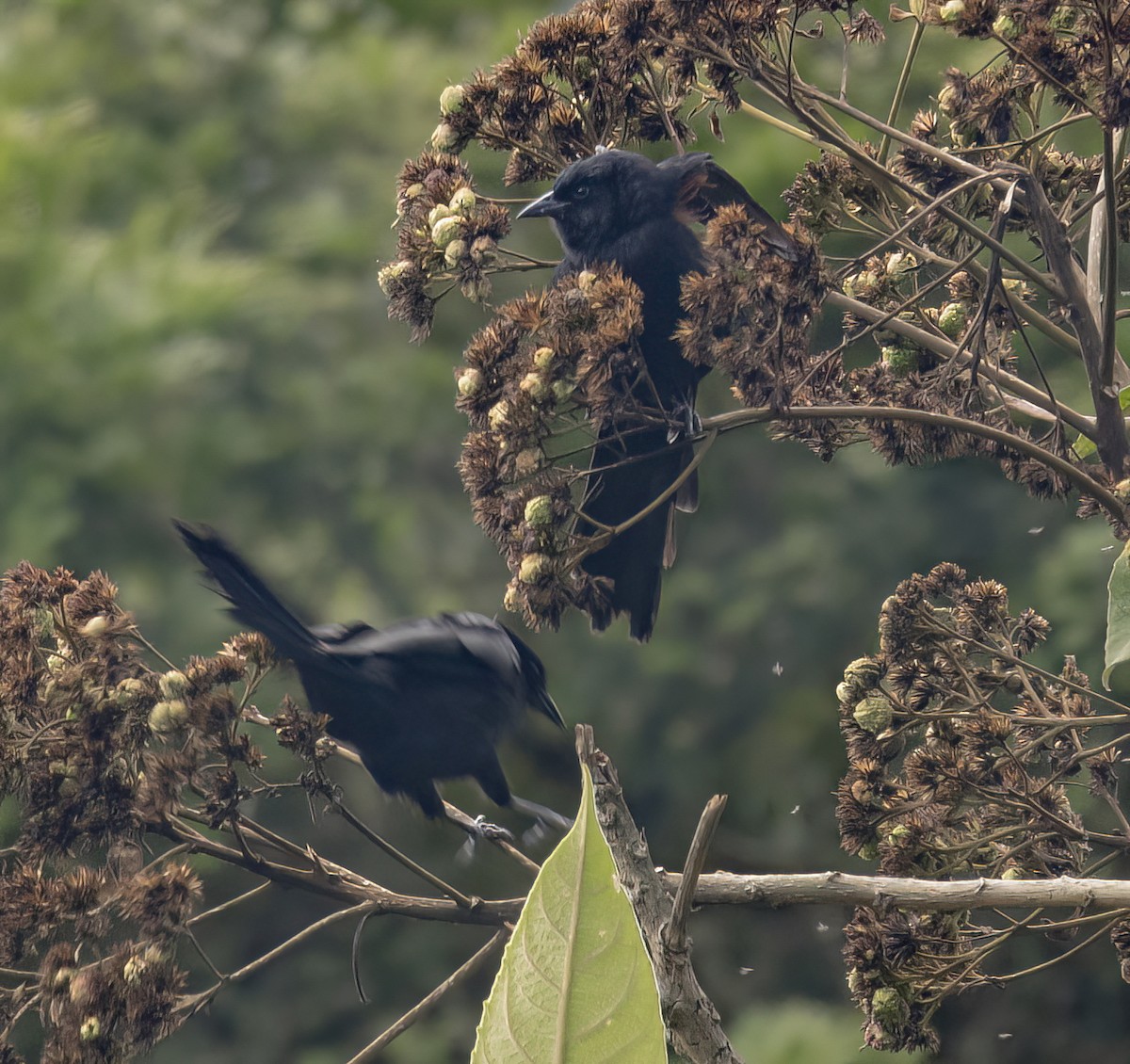 Mountain Grackle - ML638296903