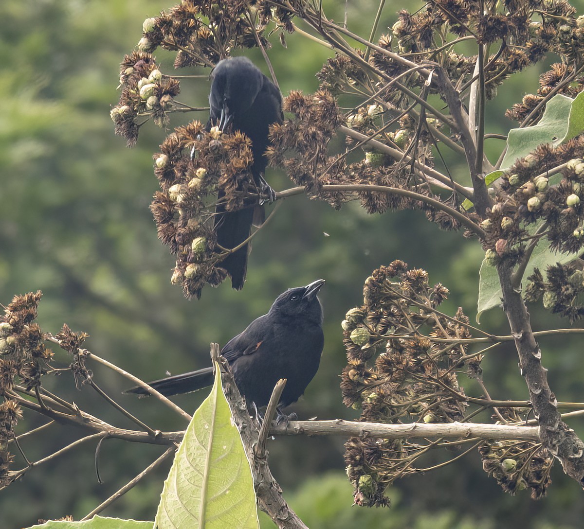 Mountain Grackle - ML638296904