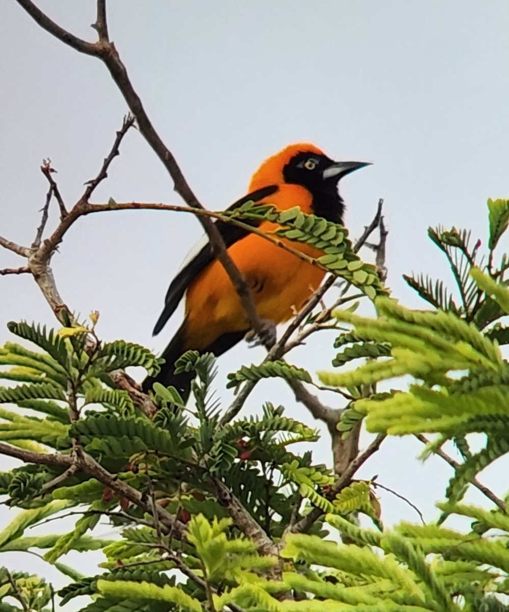 Orange-backed Troupial - ML638296905