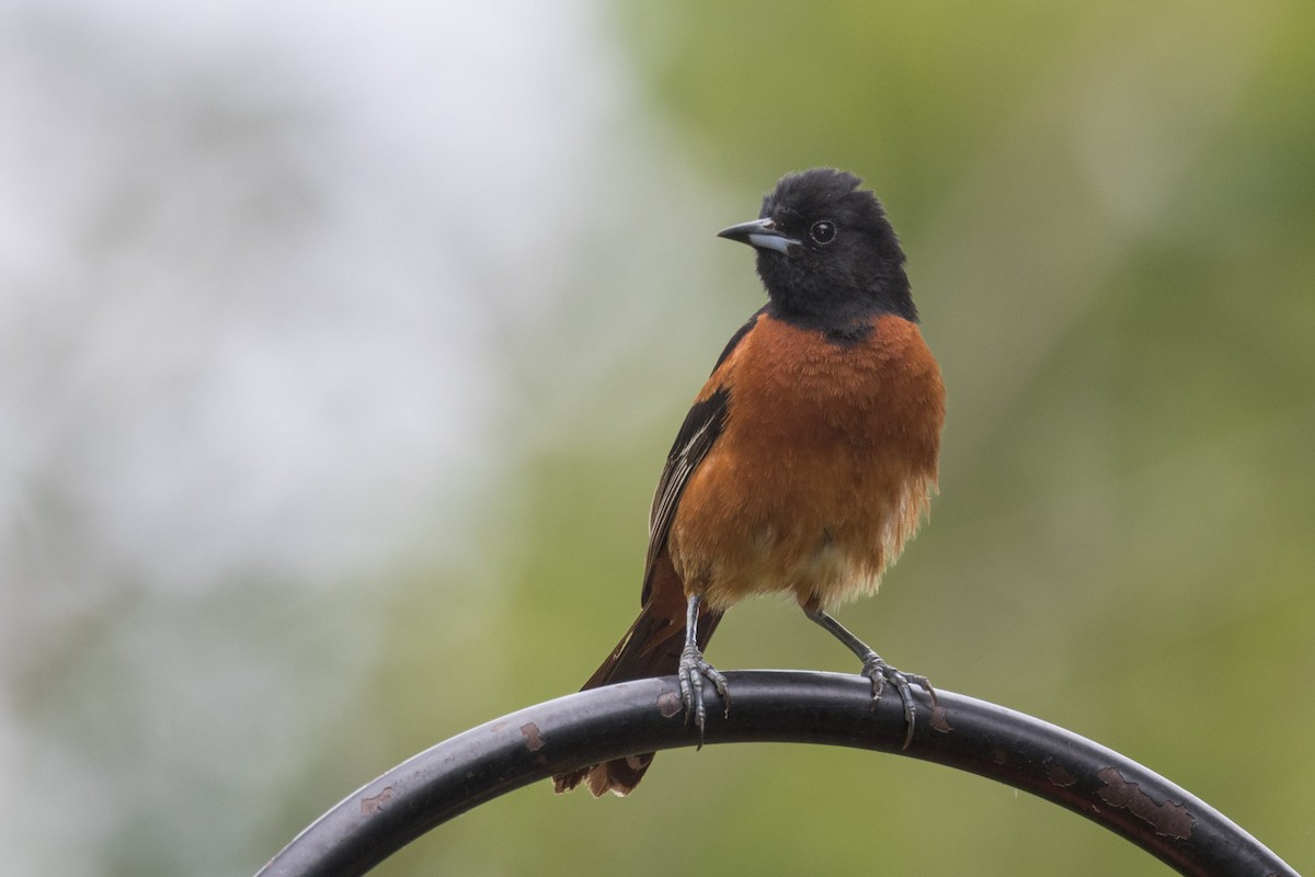 Orchard Oriole - ML638296906