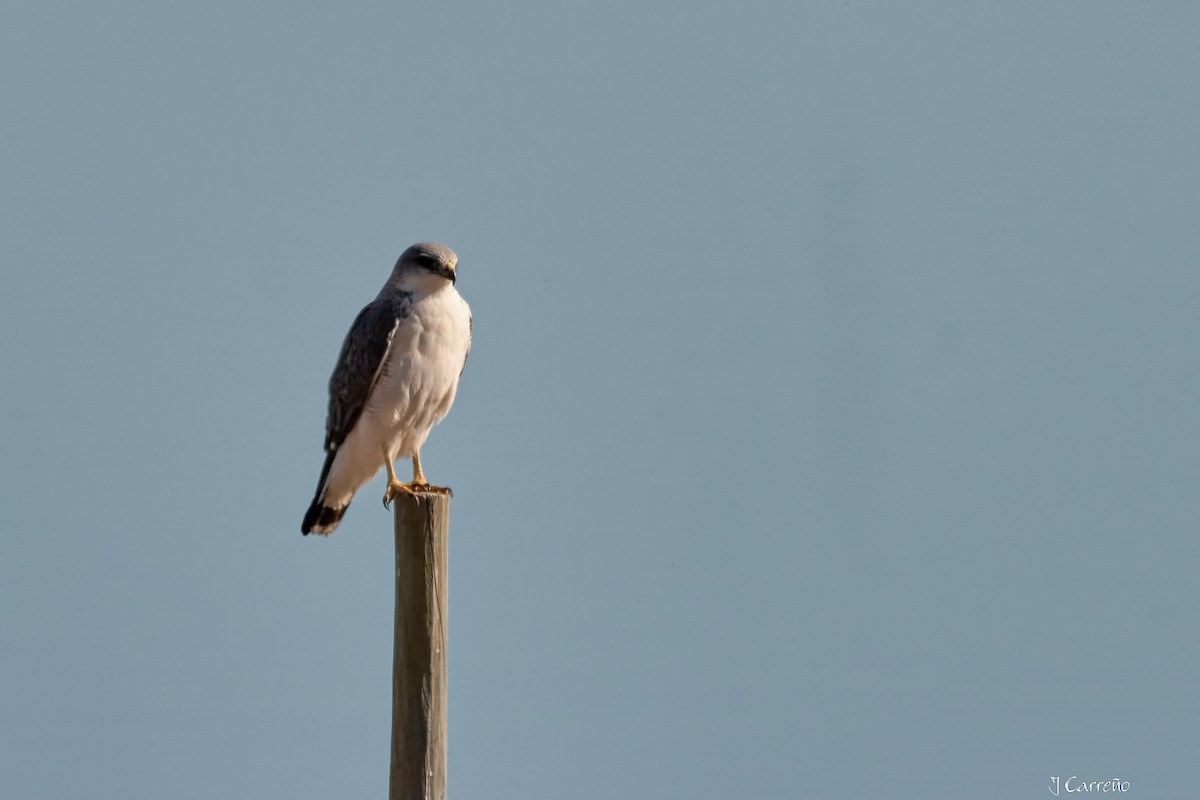 Variable Hawk - ML638296907