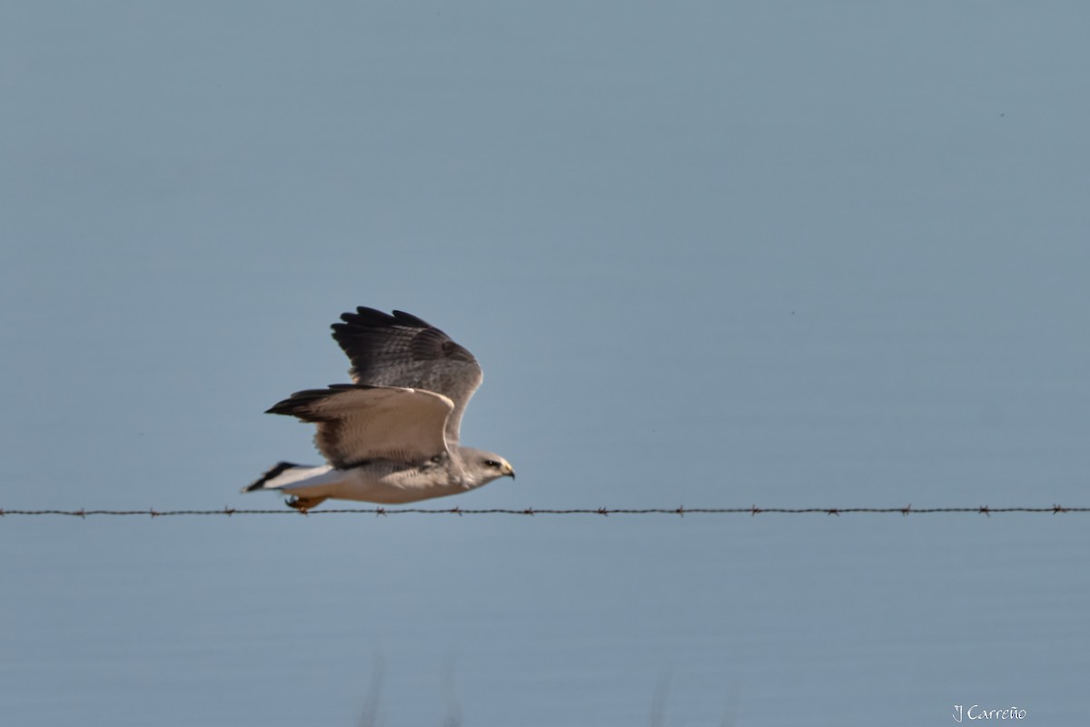 Variable Hawk - ML638296908
