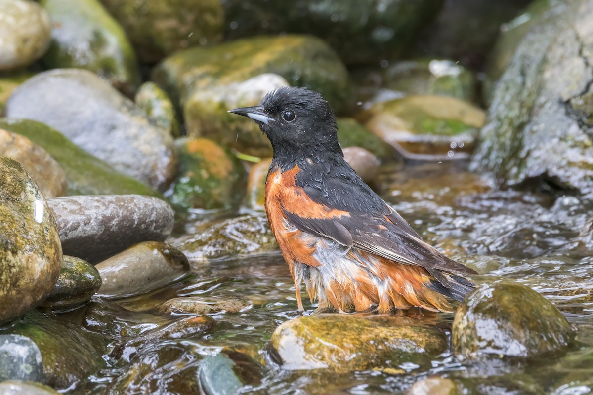 Orchard Oriole - ML638296911