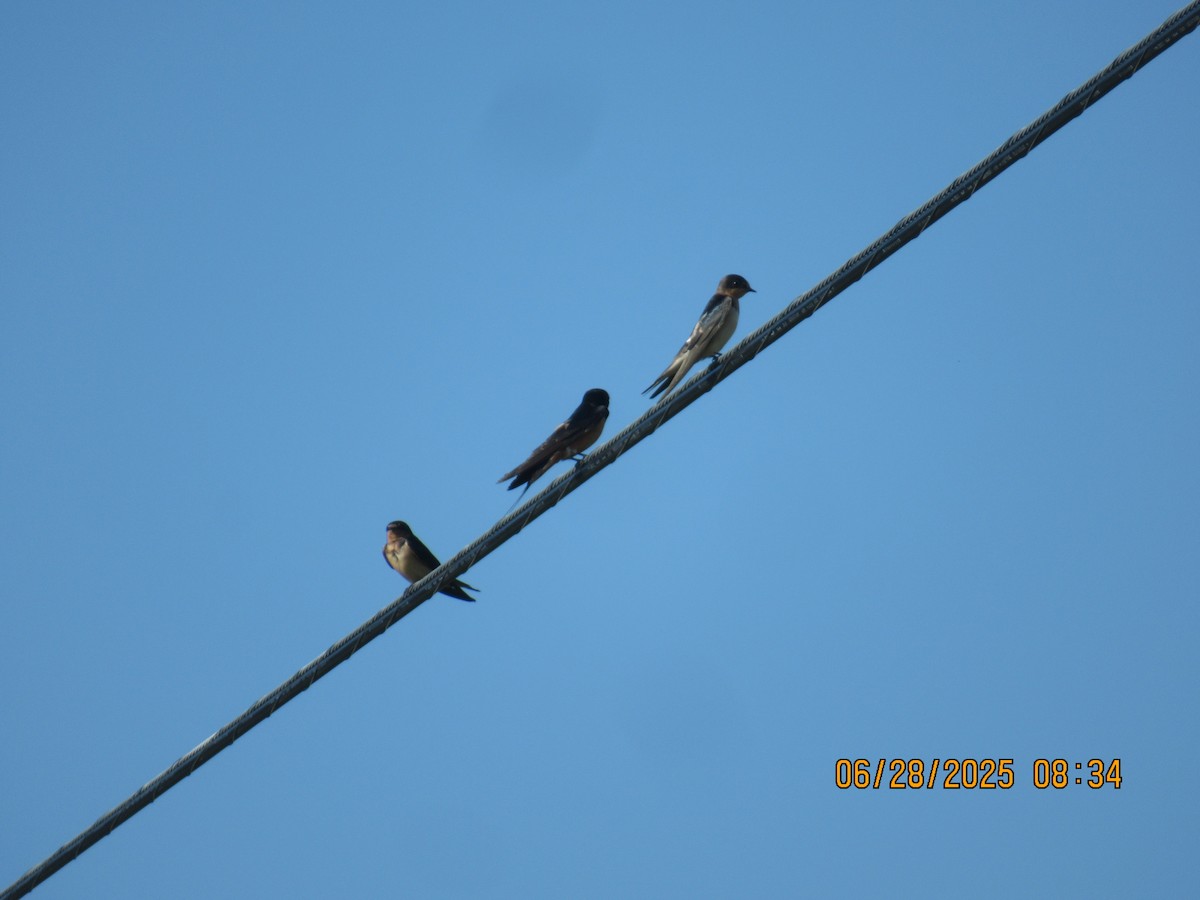 Barn Swallow - ML638296912