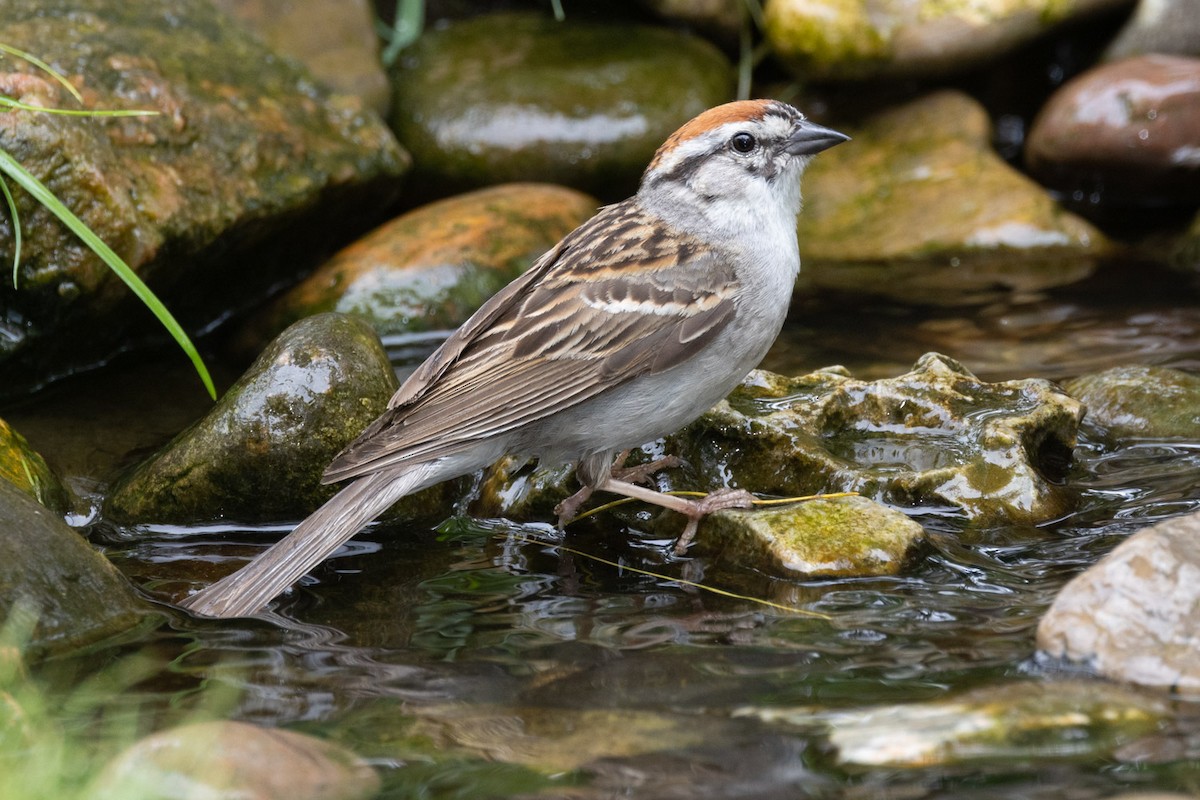 Chipping Sparrow - ML638296913