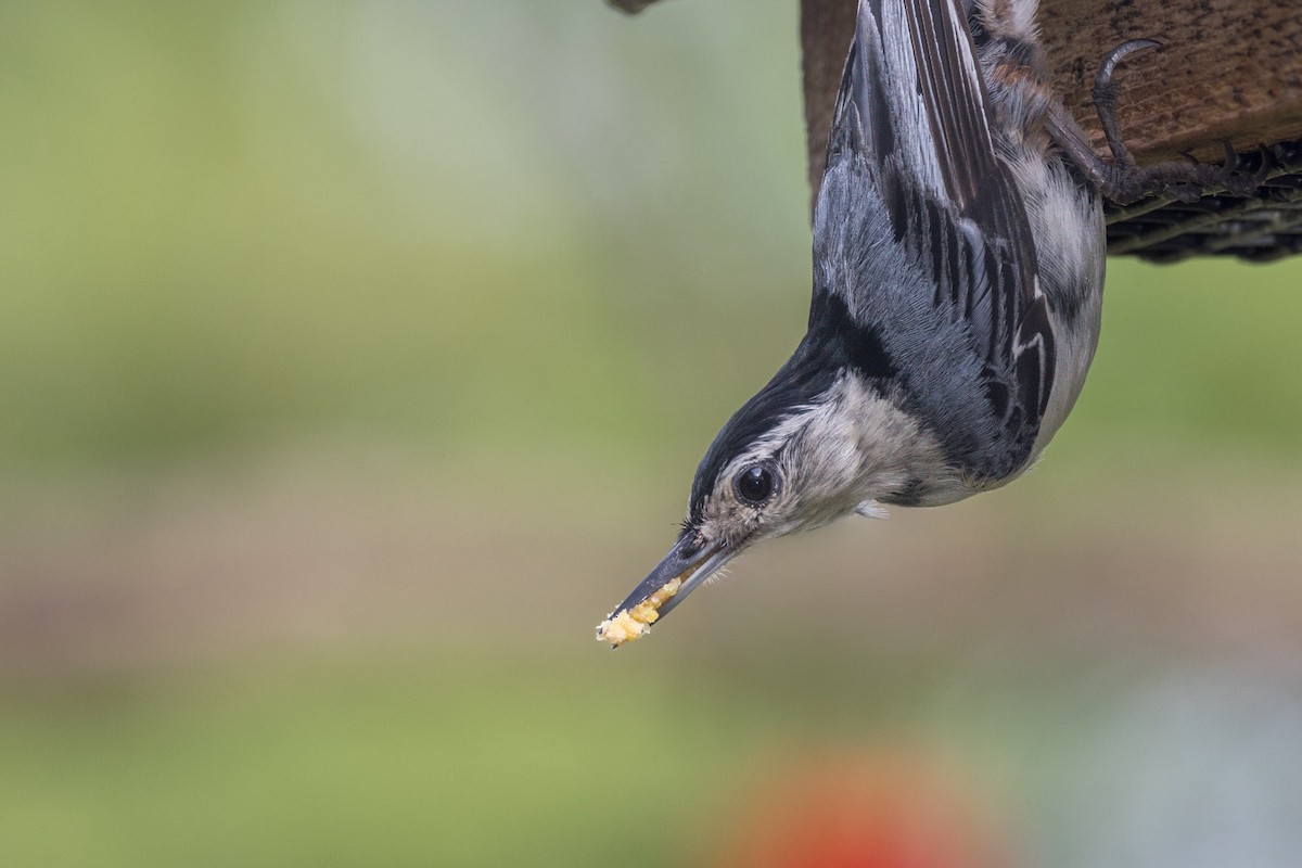 White-breasted Nuthatch - ML638296914