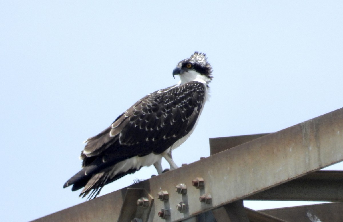 Osprey - ML638296915