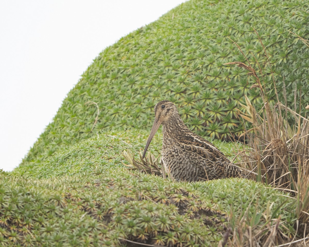Jameson's Snipe - ML638296916