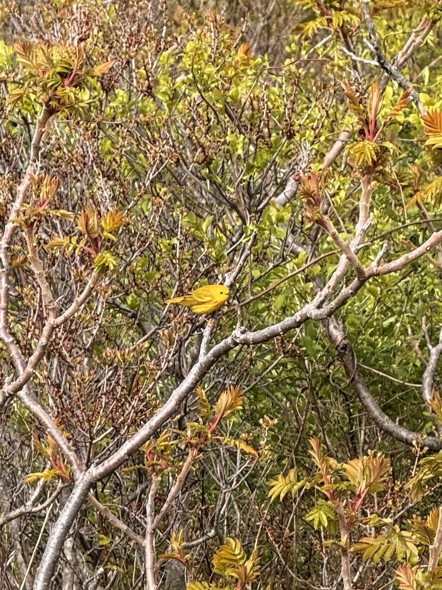 Yellow Warbler - ML638296920