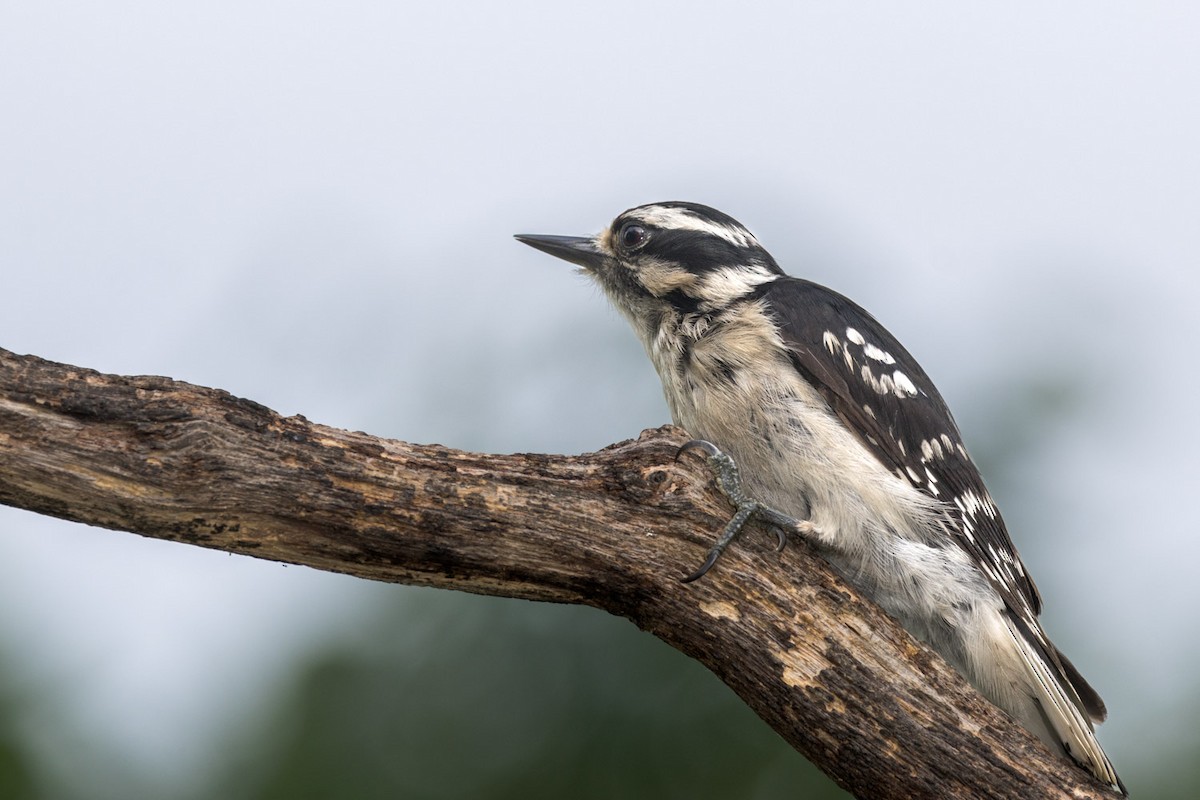 Downy Woodpecker - ML638296923