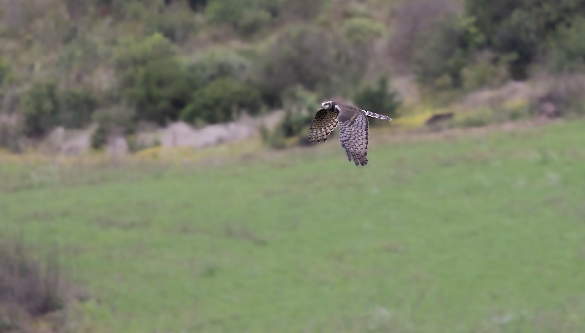 Long-winged Harrier - ML638296924