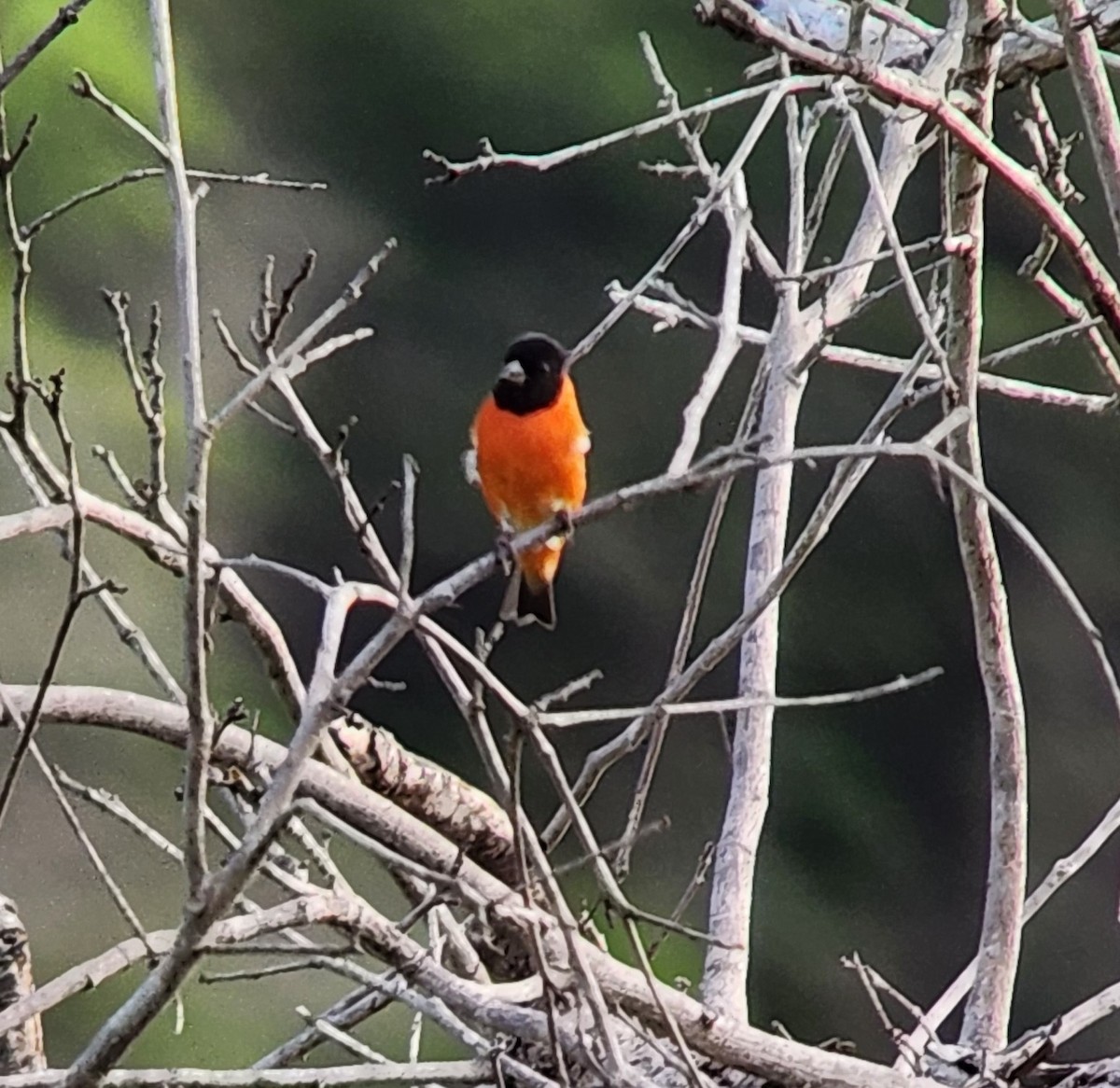 Red Siskin - ML638296927