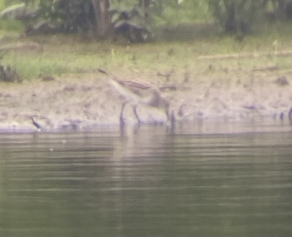 White-rumped Sandpiper - ML638296928