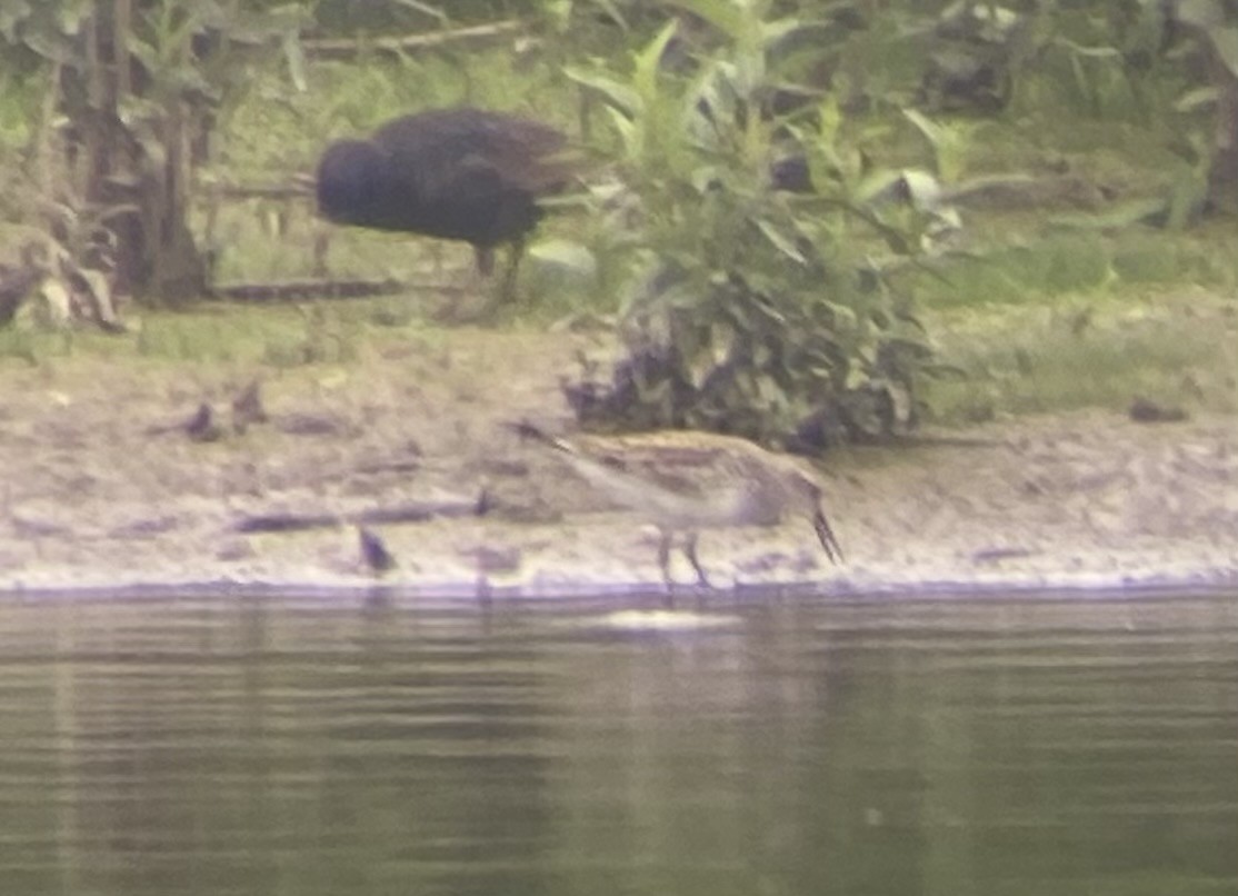 White-rumped Sandpiper - ML638296929