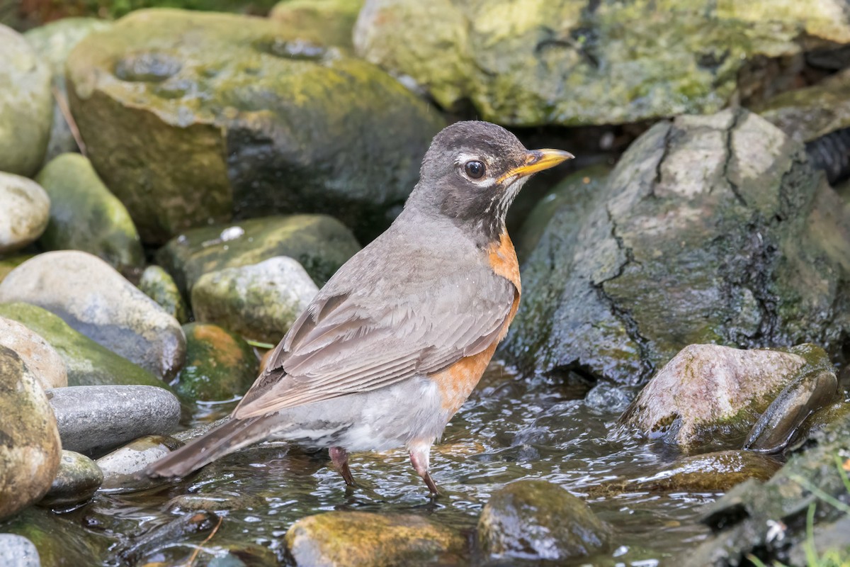 American Robin - ML638296932