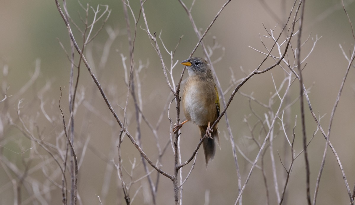 Lesser Grass-Finch - ML638296933