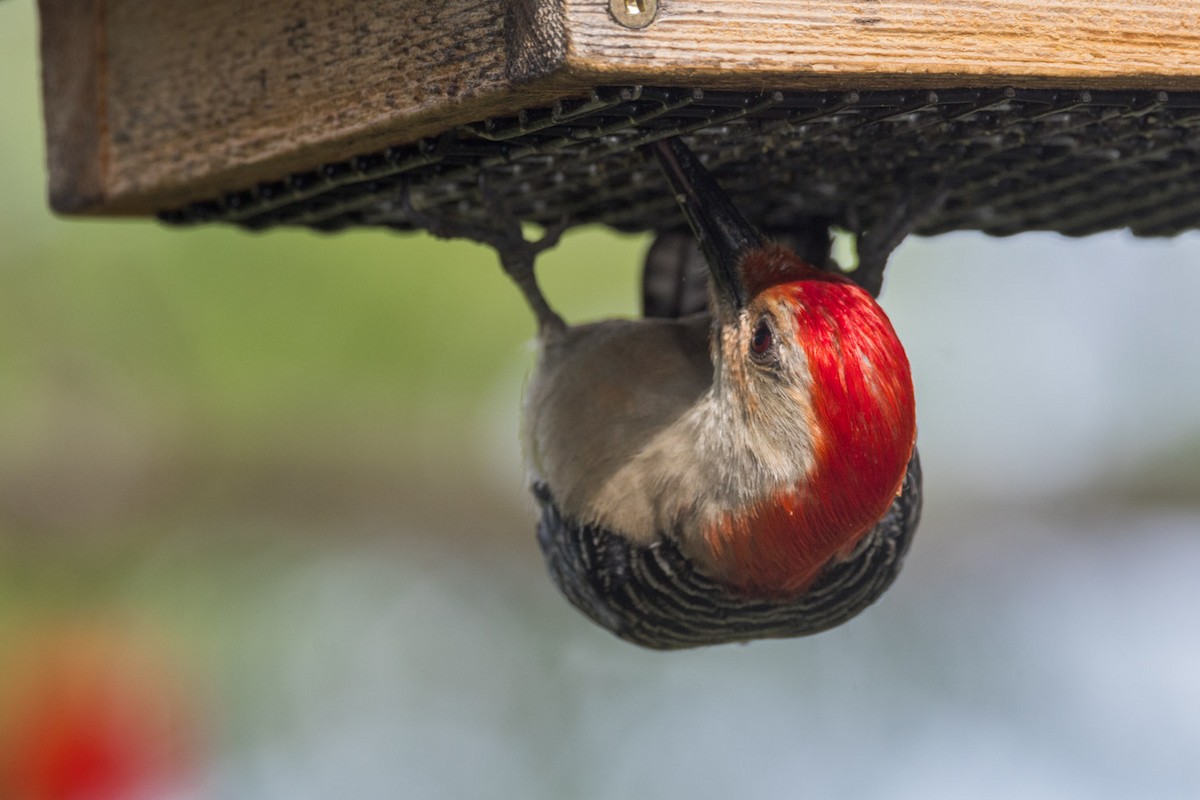 Red-bellied Woodpecker - ML638296935