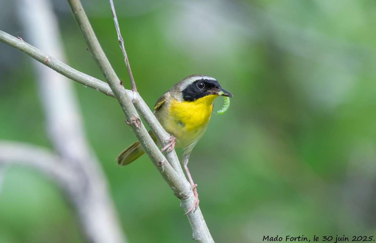 Common Yellowthroat - ML638296937