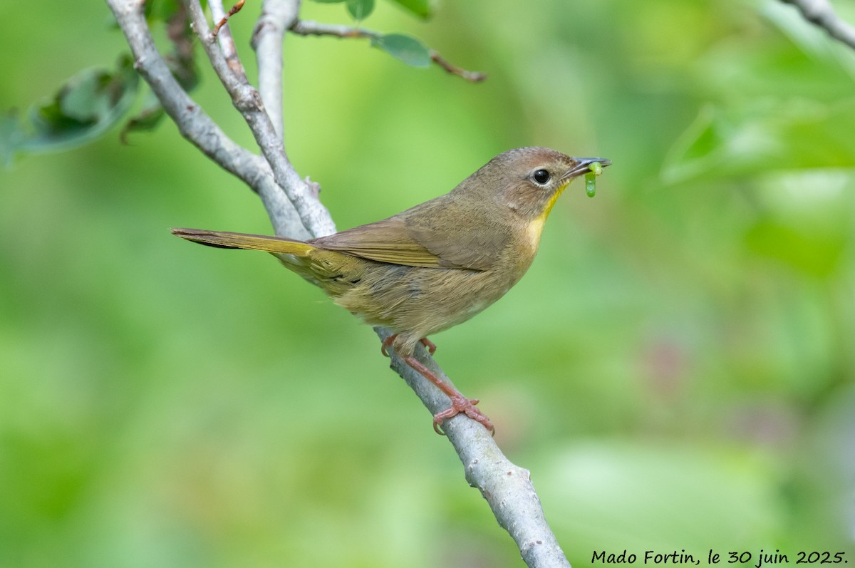 Common Yellowthroat - ML638296938