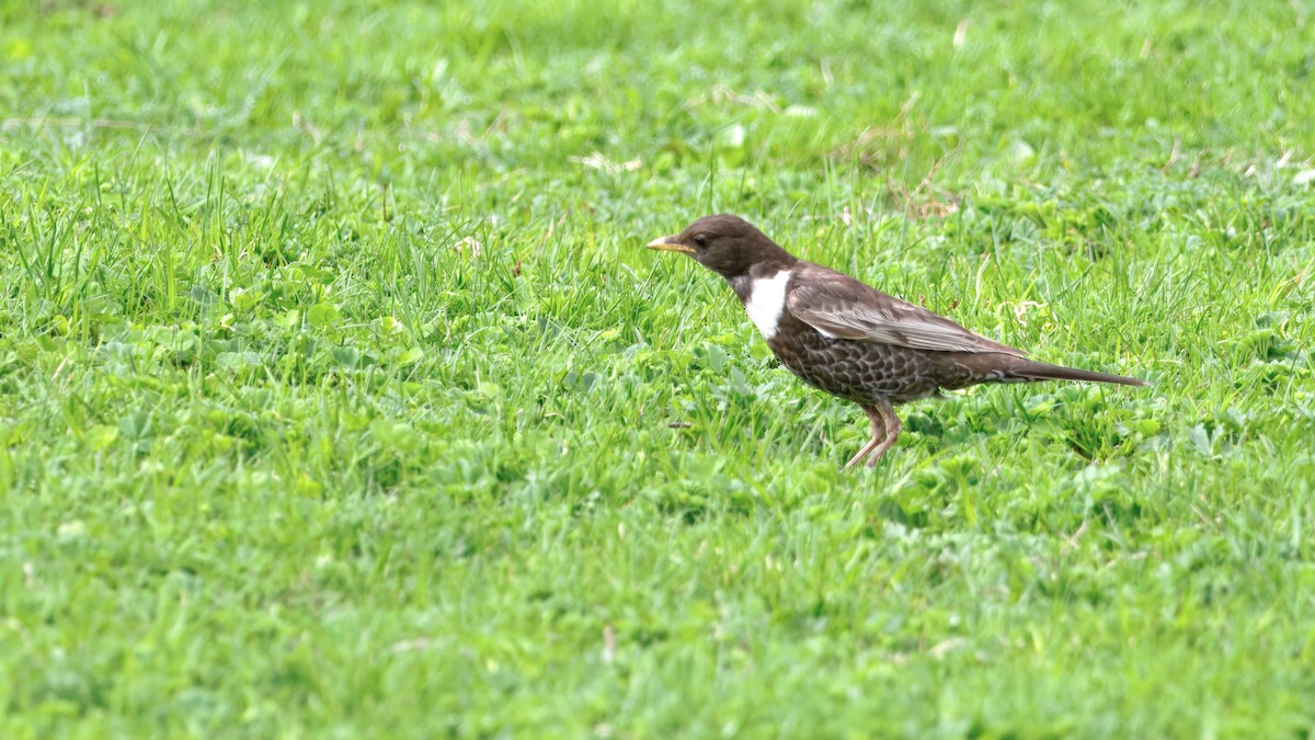 Ring Ouzel - ML638296939