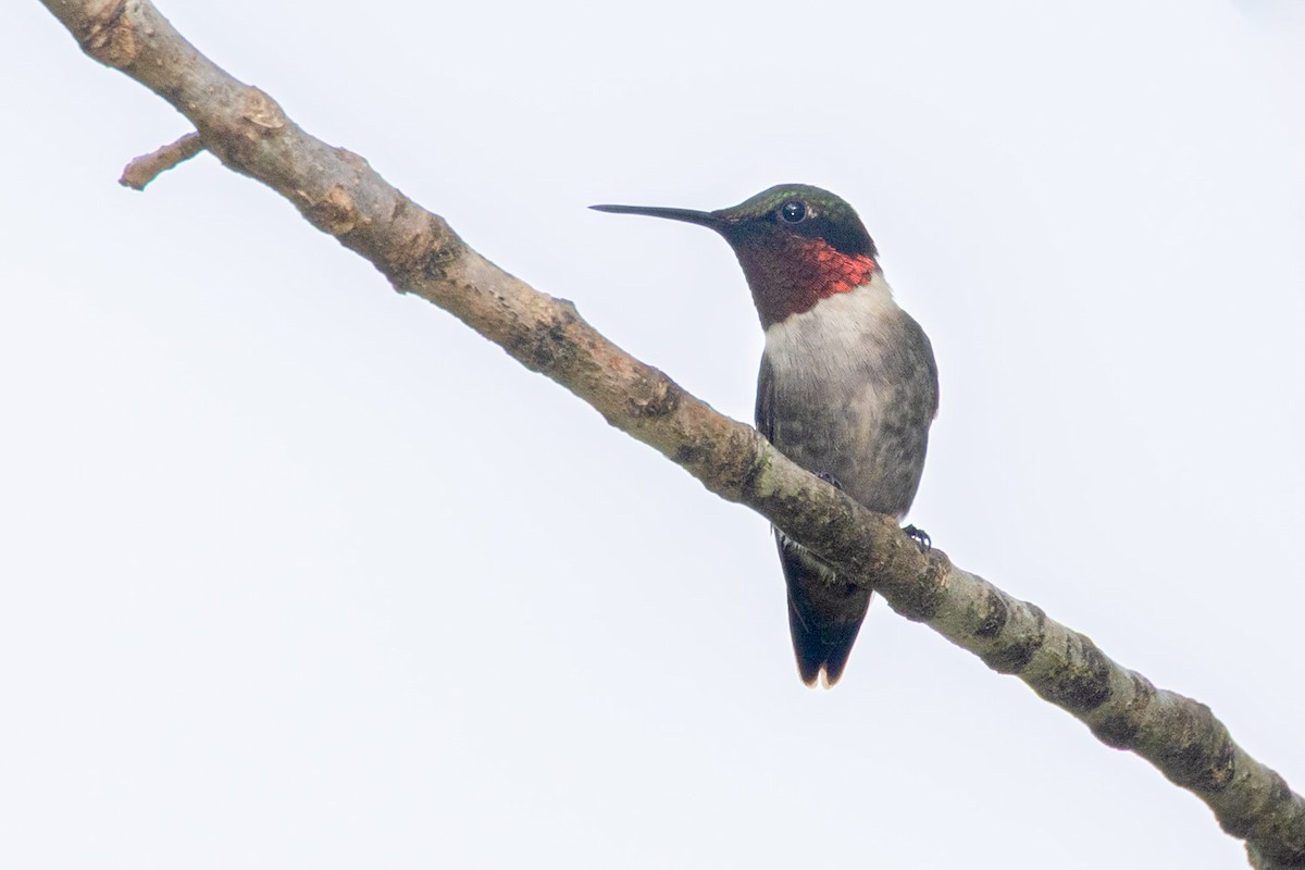 Ruby-throated Hummingbird - ML638296940