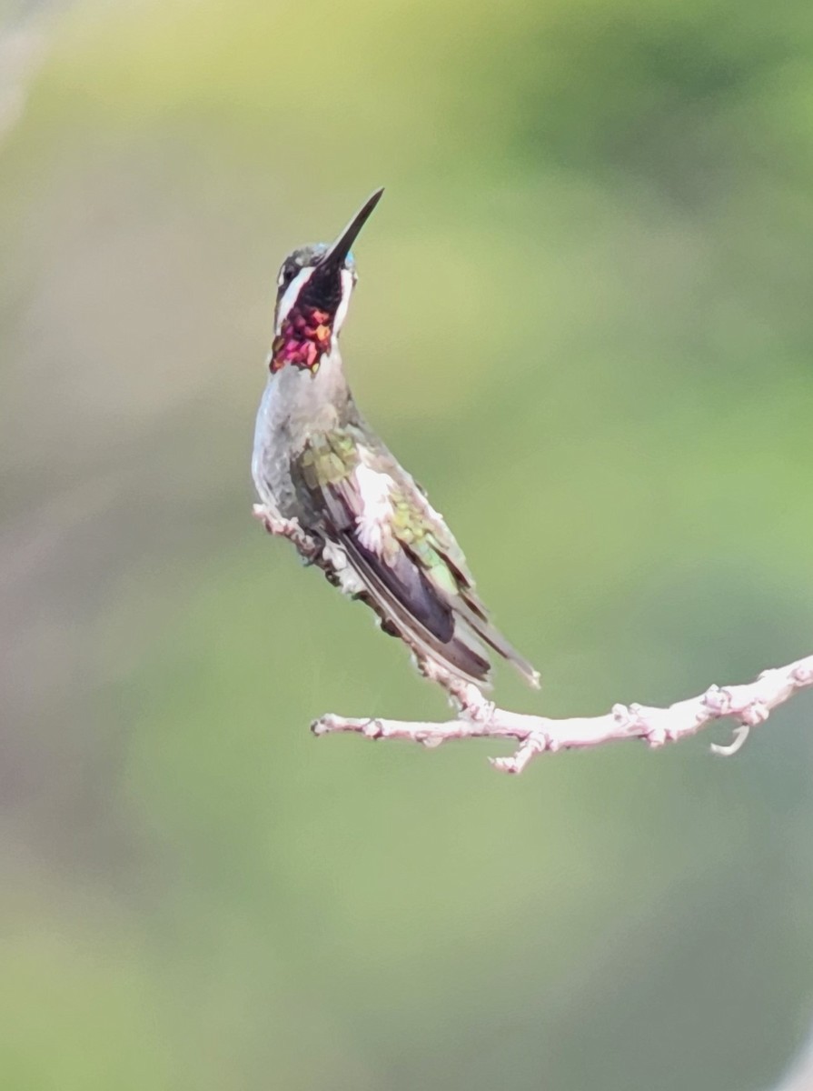 Long-billed Starthroat - ML638296941