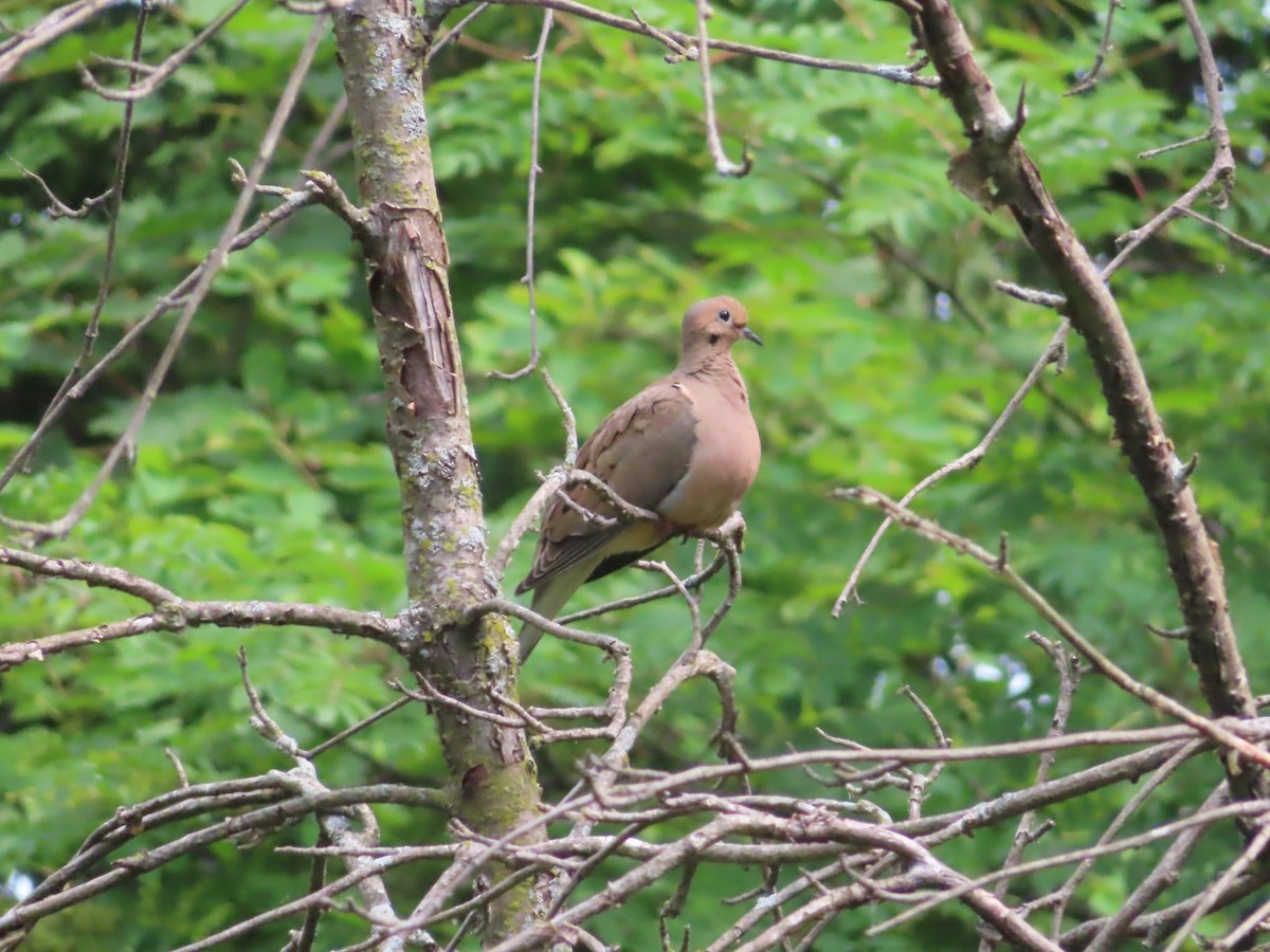 Mourning Dove - ML638296943