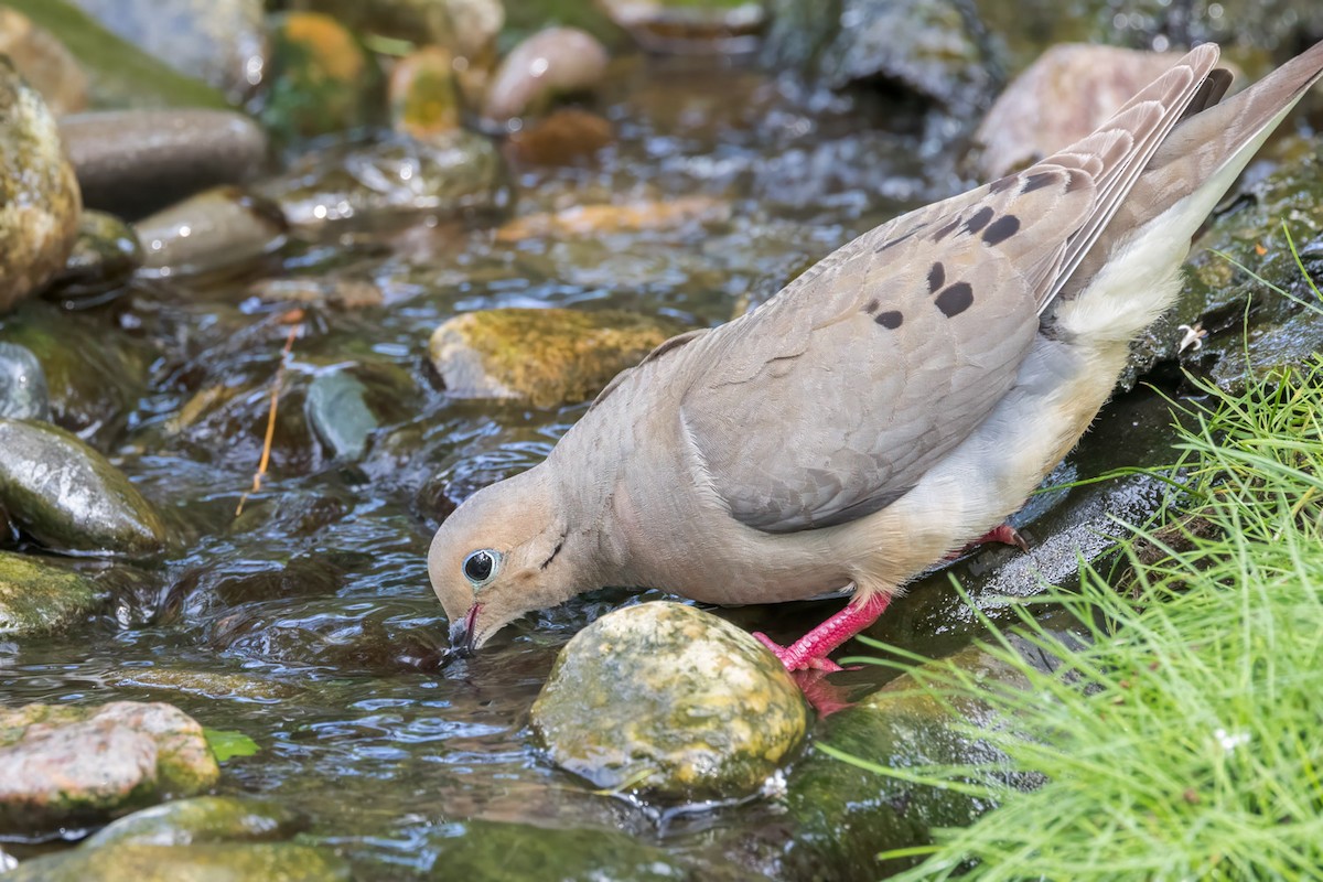 Mourning Dove - ML638296944