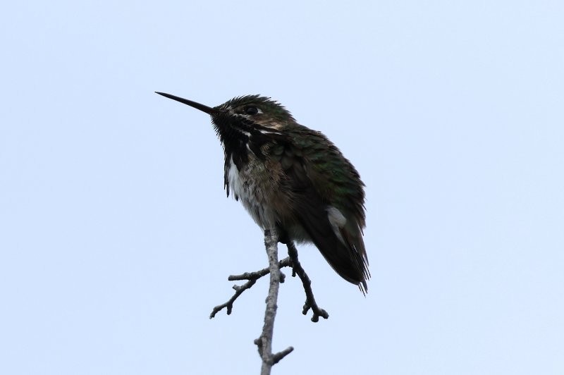 Calliope Hummingbird - ML638296945