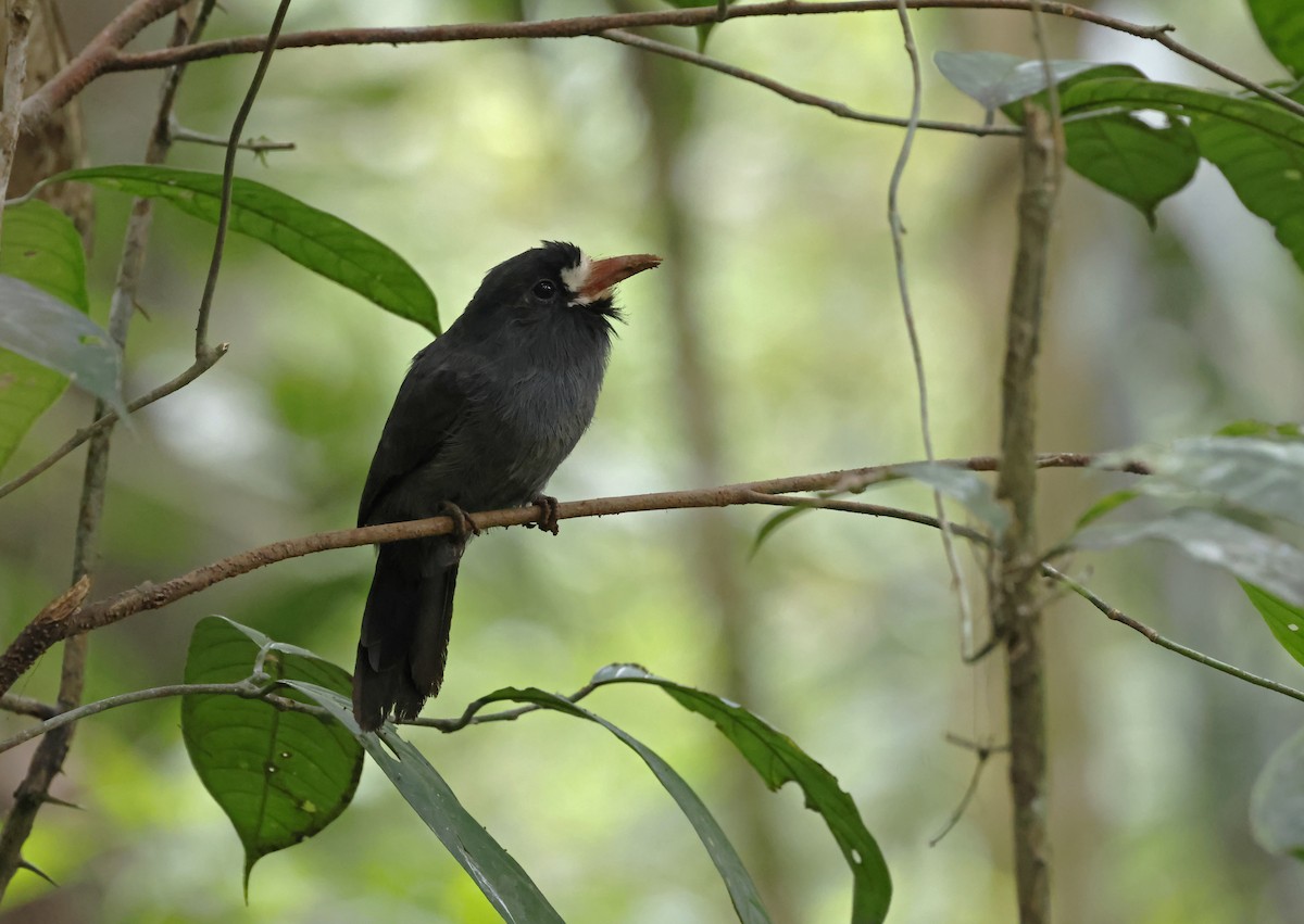 White-fronted Nunbird - ML638296946
