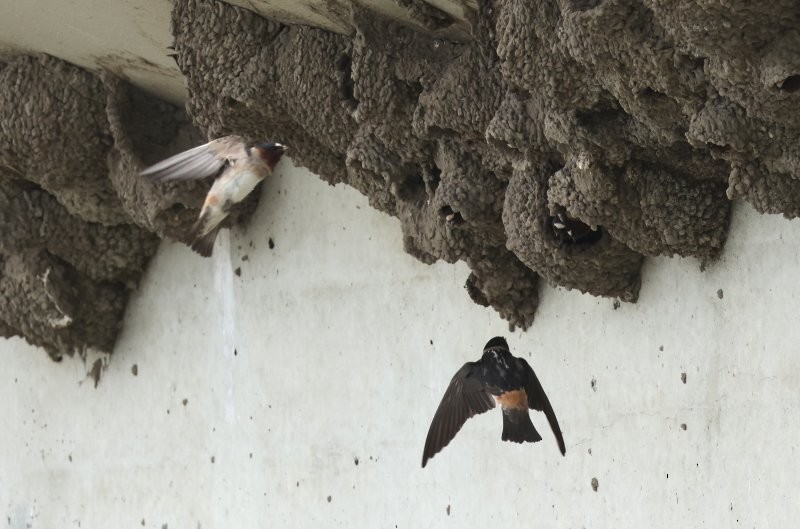 Cliff Swallow - ML638296948