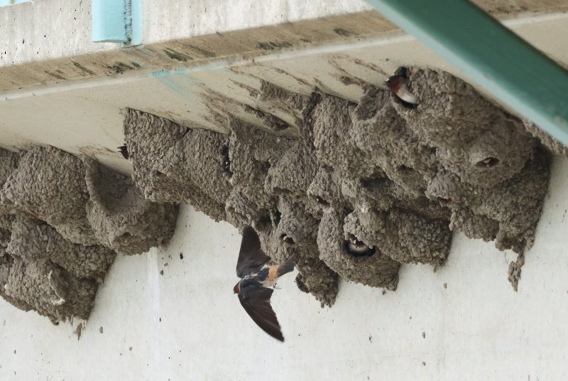 Cliff Swallow - ML638296951