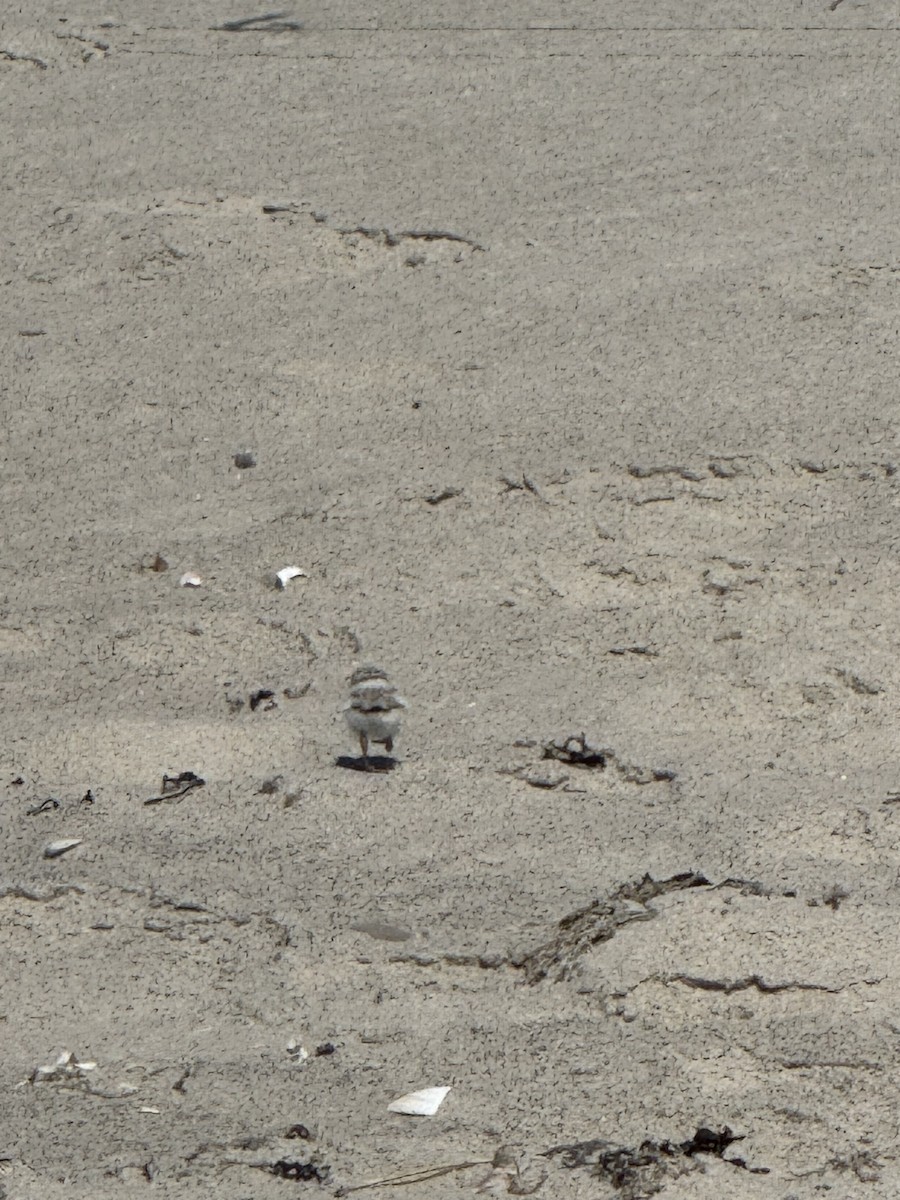 Piping Plover - ML638296953