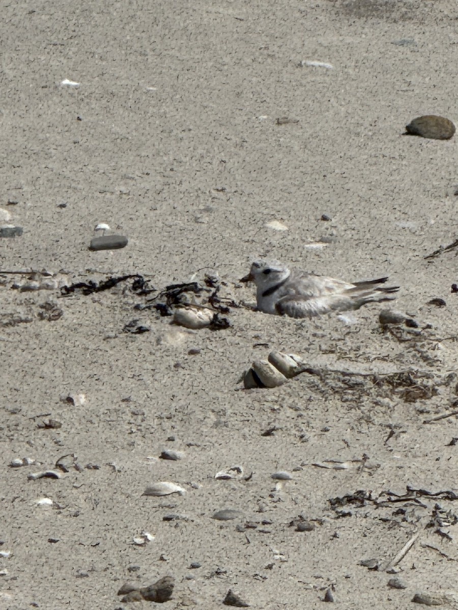 Piping Plover - ML638296954