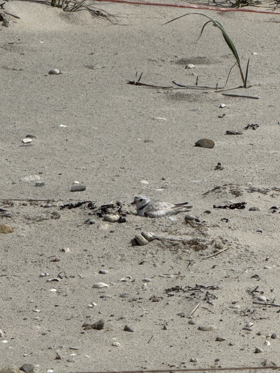 Piping Plover - ML638296955