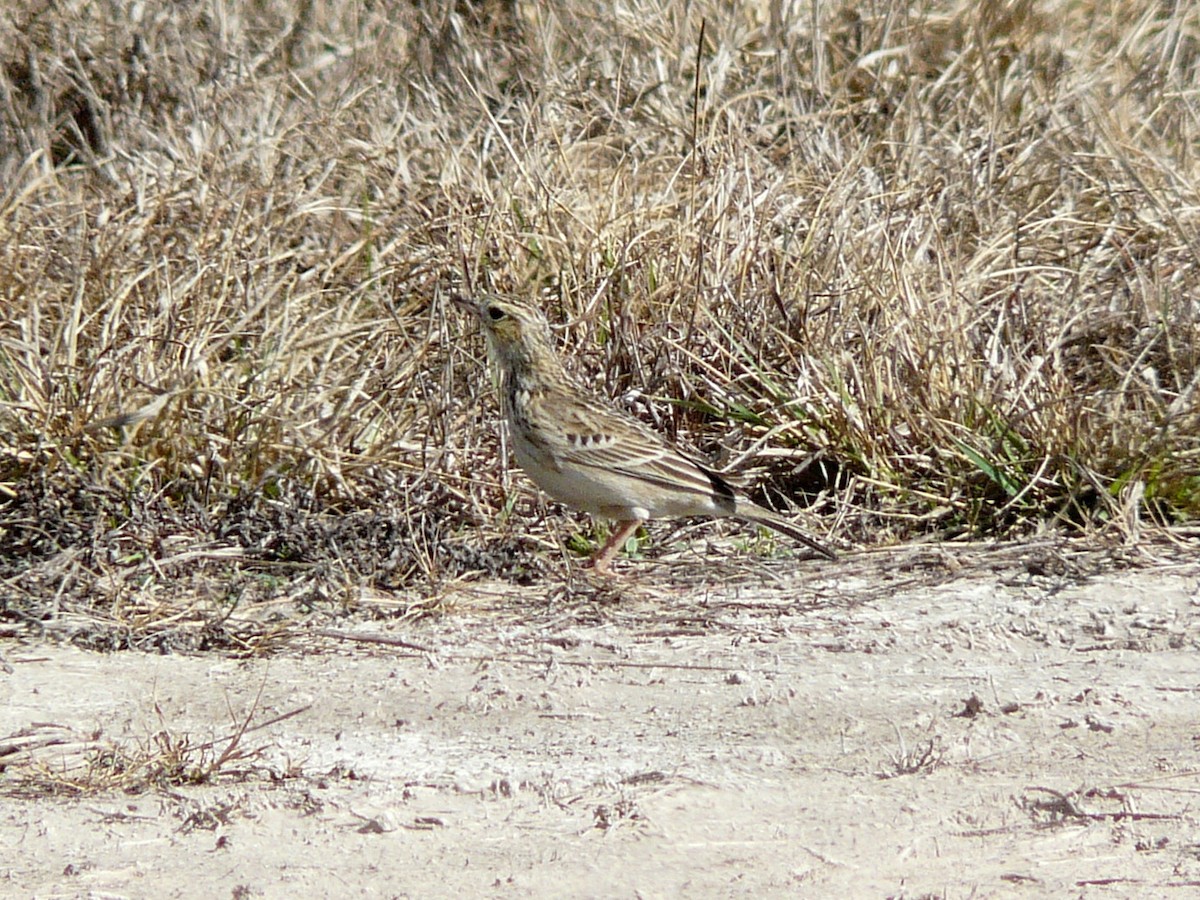 Sprague's Pipit - ML638296957