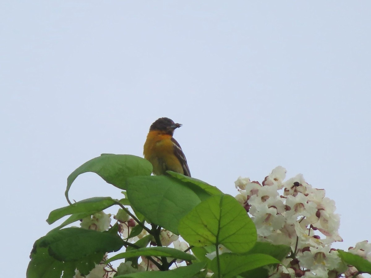 Baltimore Oriole - ML638296959