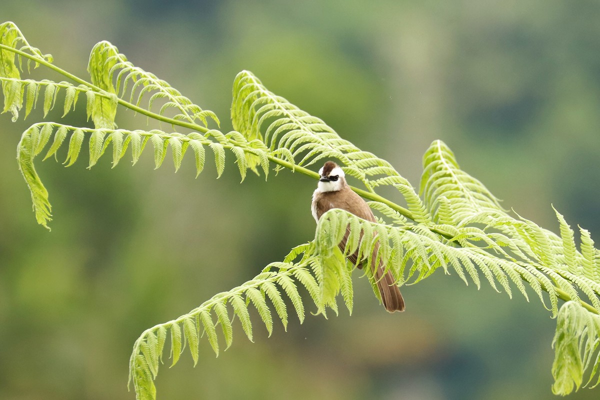 Yellow-vented Bulbul - ML638296962