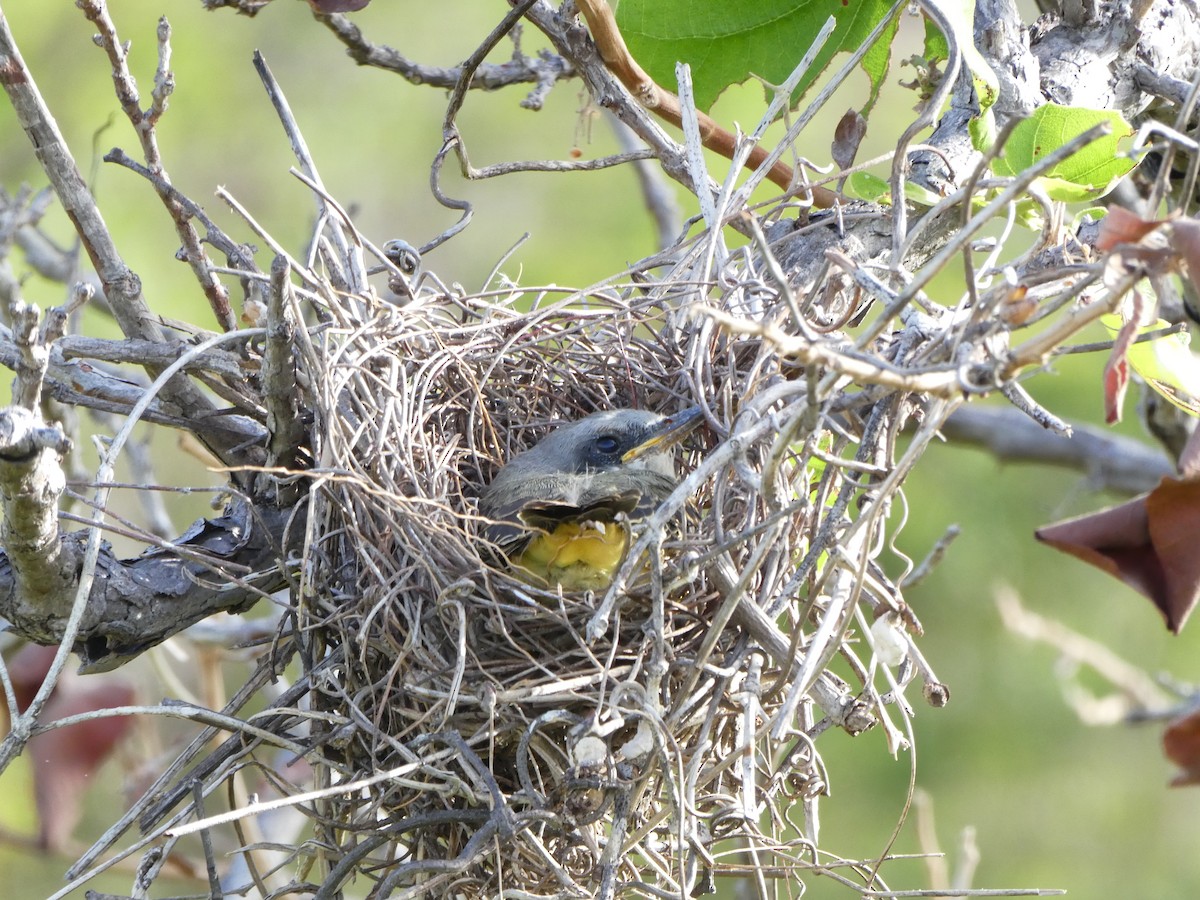 White-throated Kingbird - ML638296965