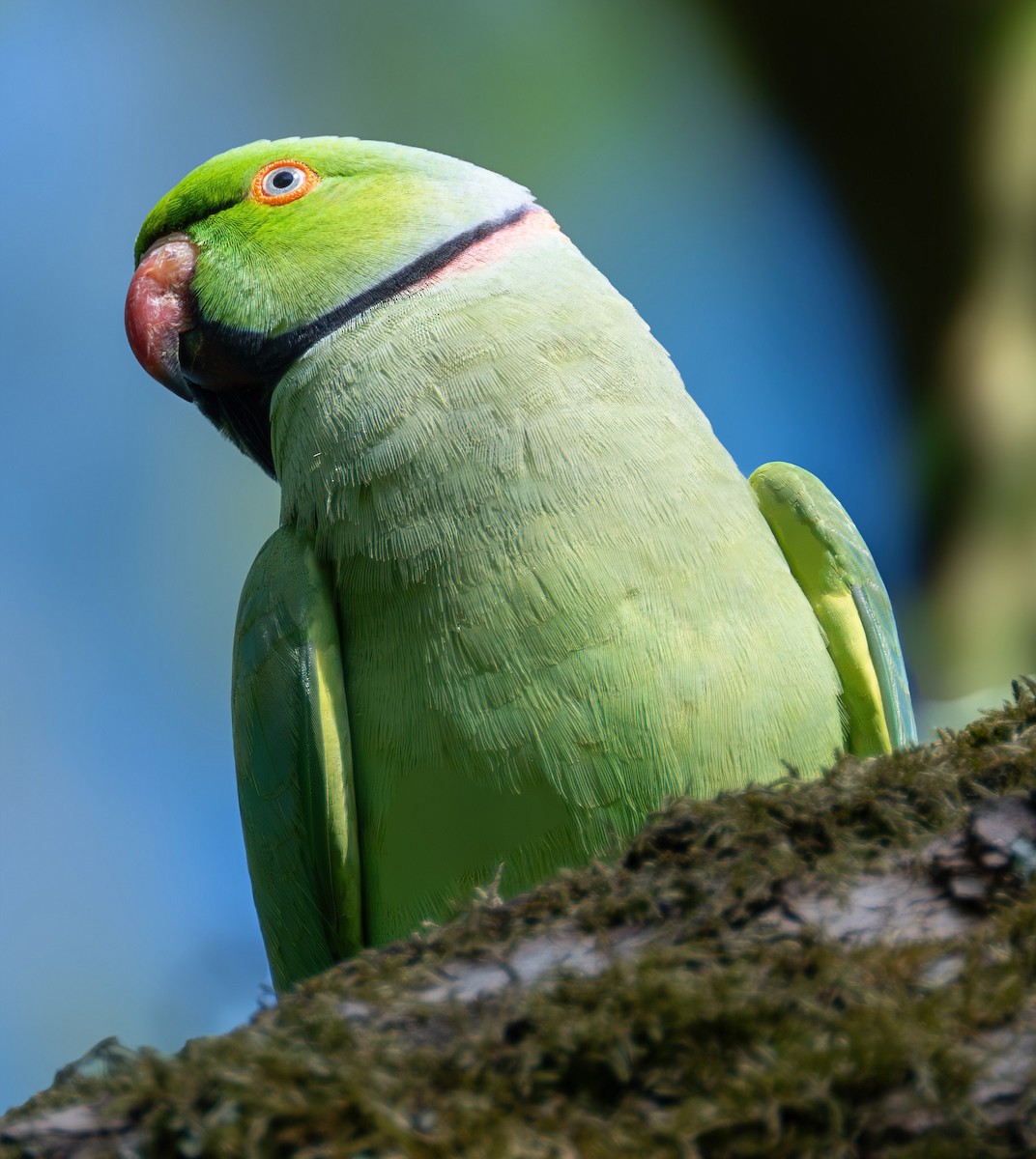 Rose-ringed Parakeet - ML638296966