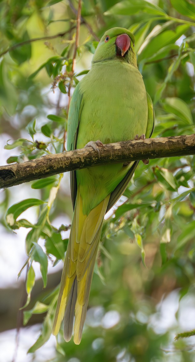 Rose-ringed Parakeet - ML638296967