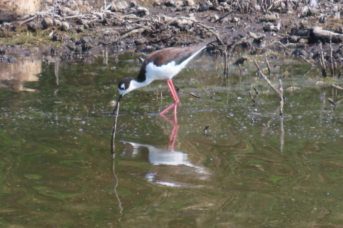 Black-necked Stilt - ML638296974