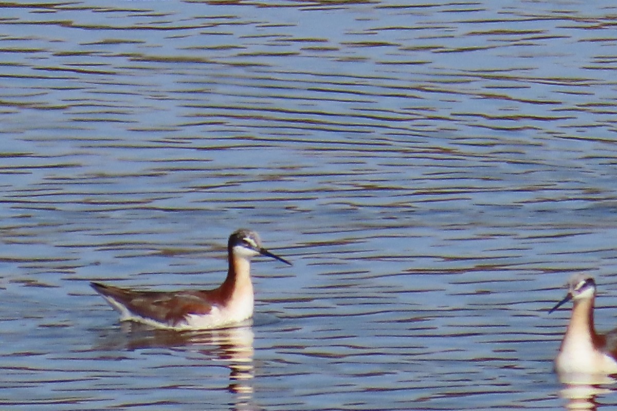 Wilson's Phalarope - ML638296980