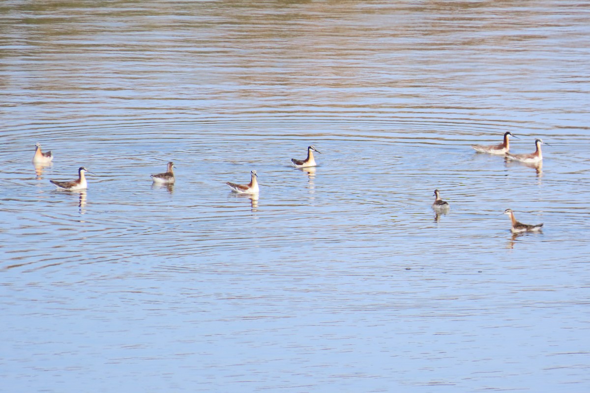 Wilson's Phalarope - ML638296981