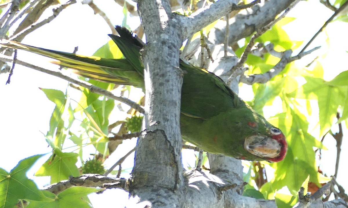 Aratinga Mitrada - ML638296984