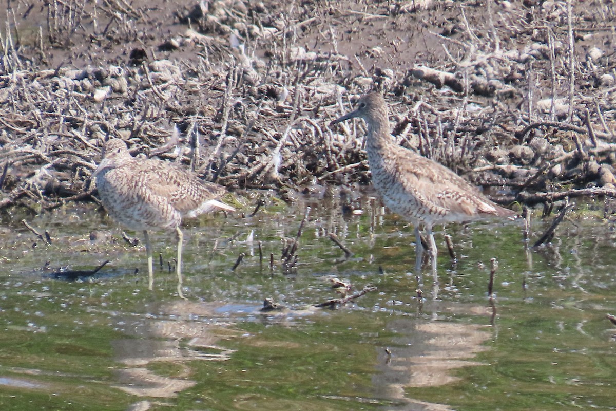 Willet - ML638296985